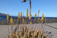 Strand vor Hacinda San Jorge